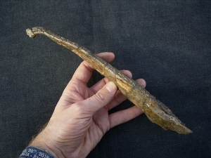 Metoposaurus Unterkiefer aus dem Keuper