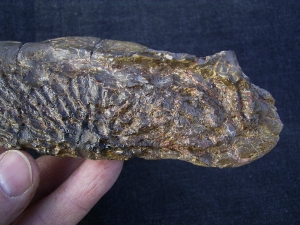 Metoposaurus Unterkiefer aus dem Keuper