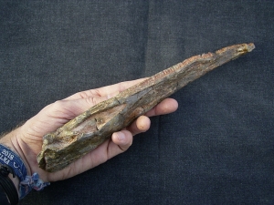 Metoposaurus Unterkiefer aus dem Keuper