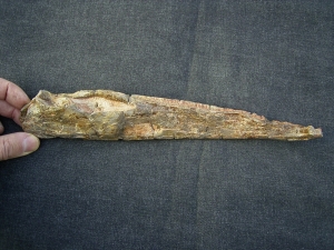 Metoposaurus Unterkiefer aus dem Keuper