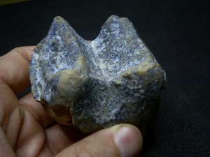 Deinotherium, Zahn vom Hauerelefanten