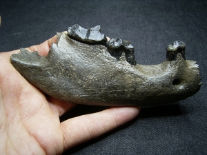 Hyena jaw with three teeth