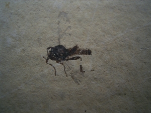 Insect Dwarf-Wasp Hymenoptera