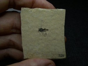 Insekt Zwergwespe Hymenoptera