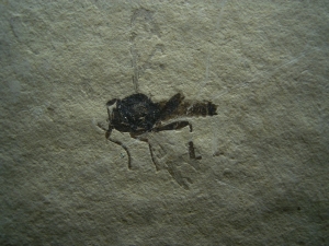 Insekt Zwergwespe Hymenoptera