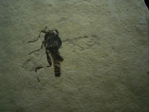 Insekt Zwergwespe Hymenoptera