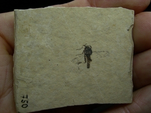 Insekt Zwergwespe Hymenoptera