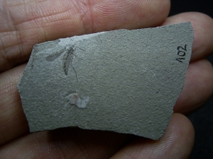 Insekt Mücke aus Willershausen