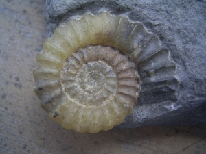 Promicroceras, Ammonit