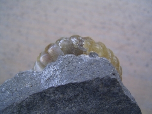 Promicroceras, Ammonit