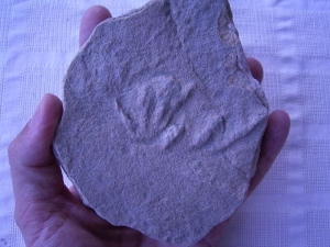 Rotodactylus matthesi aus Hildburghausen