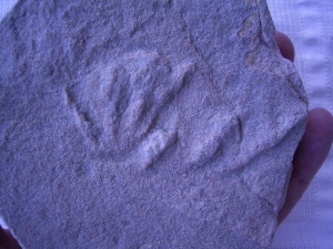 Rotodactylus matthesi aus Hildburghausen