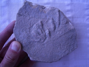 Rotodactylus matthesi aus Hildburghausen