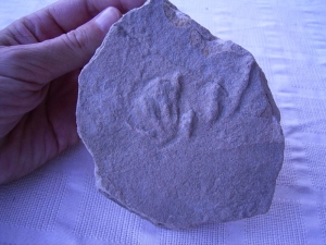 Rotodactylus matthesi aus Hildburghausen