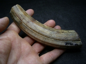 Hippopothamus antiquus tooth