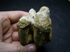 Nilpferd Molar - Hippopothamus antiquus