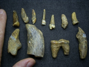 Cave bear teeth eleven pieces