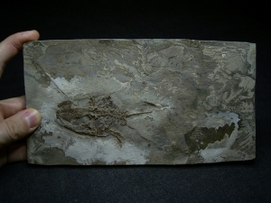 Frosch Fossil aus dem Miozän