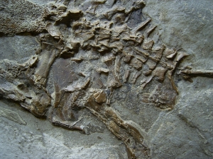 Frosch Fossil aus dem Miozän