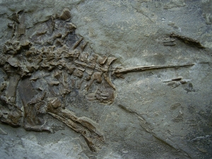 Frosch Fossil aus dem Miozän