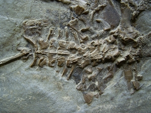 Frosch Fossil aus dem Miozän