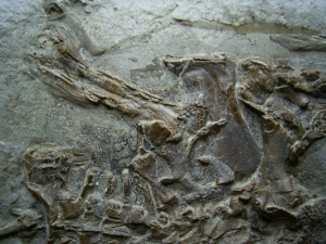 Frosch Fossil aus dem Miozän