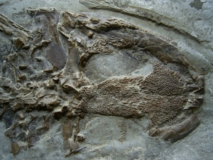 Frosch Fossil aus dem Miozän