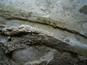 Frosch Fossil aus dem Miozän