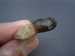 Placodus gigas Schneidezahn