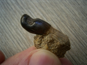 Placodus gigas Schneidezahn