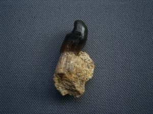 Placodus gigas Schneidezahn