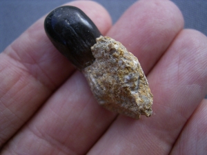 Placodus gigas Schneidezahn