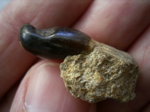 Placodus gigas Schneidezahn