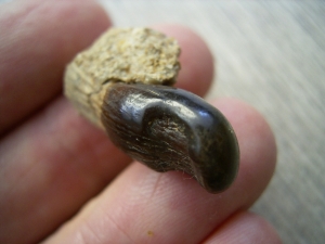 Placodus gigas Schneidezahn