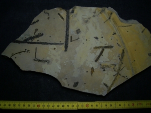 Pflanzenplatte aus dem Perm