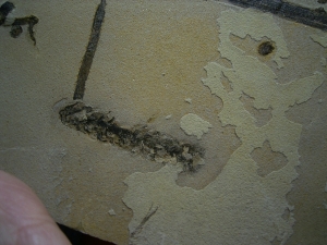 Pflanzenplatte aus dem Perm