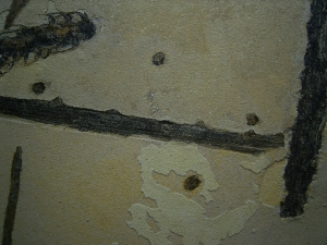 Pflanzenplatte aus dem Perm