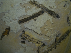 Pflanzenplatte aus dem Perm