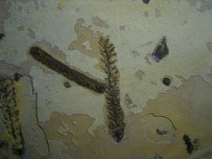 Pflanzenplatte aus dem Perm