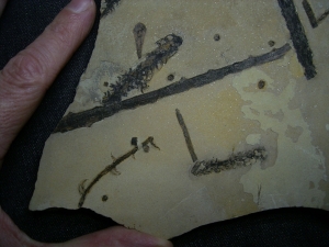 Pflanzenplatte aus dem Perm