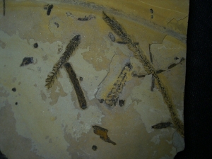 Pflanzenplatte aus dem Perm