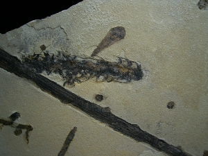 Pflanzenplatte aus dem Perm