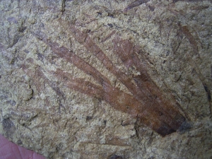 Seltene Pflanze aus dem Devon