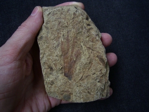 Seltene Pflanze aus dem Devon