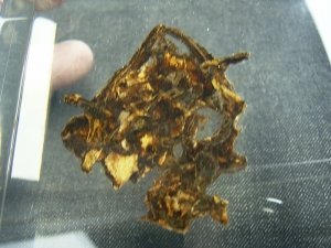 Schädel und Oberkörper von Discosauriscus - komplett freipräpariert