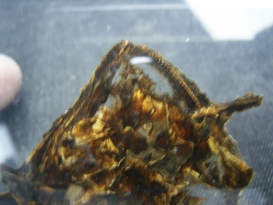 Schädel und Oberkörper von Discosauriscus - komplett freipräpariert