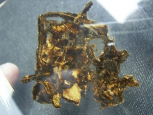 Schädel und Oberkörper von Discosauriscus - komplett freipräpariert