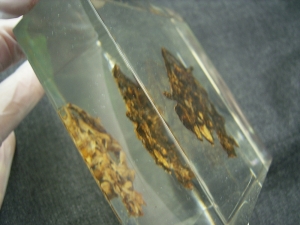 Schädel und Oberkörper von Discosauriscus - komplett freipräpariert