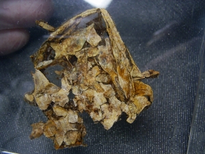 Schädel und Oberkörper von Discosauriscus - komplett freipräpariert