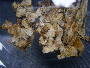 Schädel und Oberkörper von Discosauriscus - komplett freipräpariert